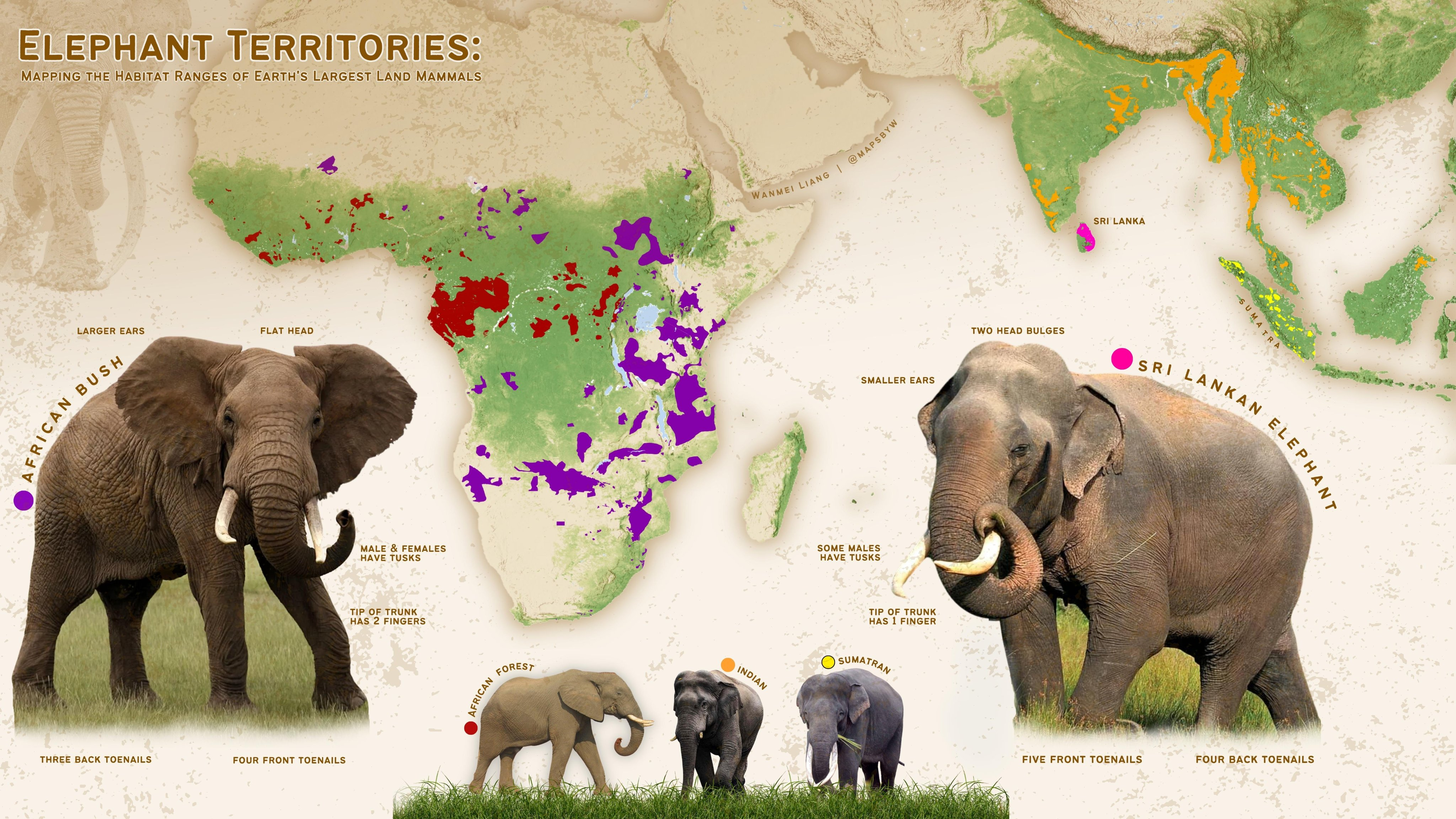 Read more about the article Elefantenarten in Afrika und Asien – 5 verschiedene Arten gibt es. In Asien sind zwei Arten sehr selten!