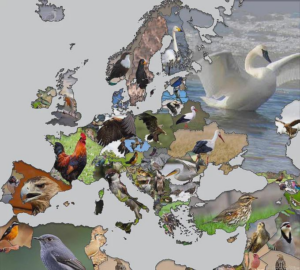Read more about the article Nationalvögel Europas, Nordafrika und Naher Osten –  Viele Vögel und Greifvögel fliegen durch Europa. Der Schwan für Russland sieht friedlich aus.